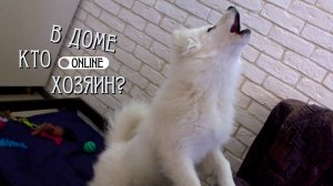 ЩЕНОК САМОЕДСКОЙ ЛАЙКИ МАНИПУЛИРУЕТ ХОЗЯЙКОЙ