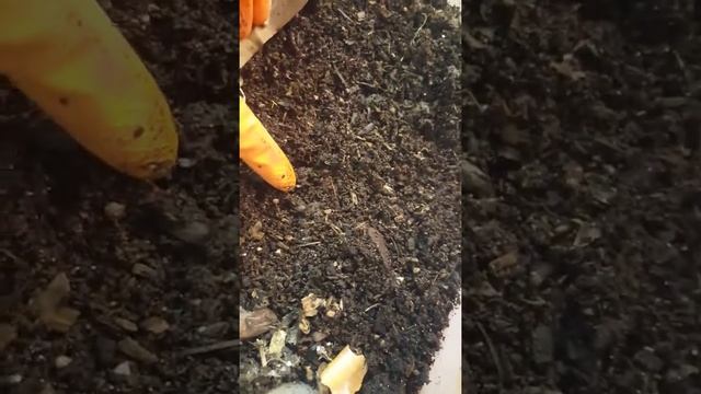 Биогумус из кухонных отходов смотреть онлайн