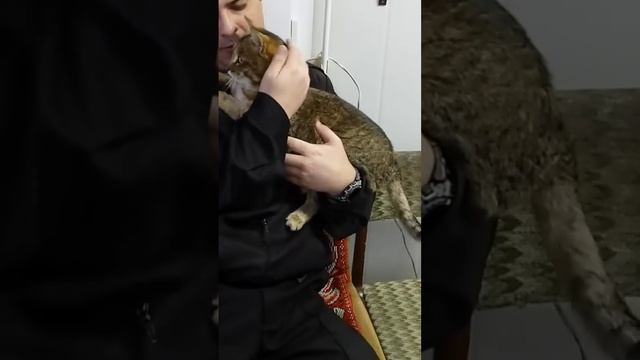 лесной дикий кот даёт взять себя на руки ??? полное видео в описании под видео ? смотреть онлайн