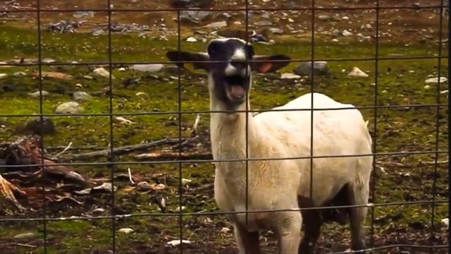 The goat on CRACK смотреть онлайн