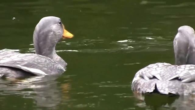 10 Most Beautiful Flightless Birds in the World смотреть онлайн