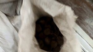 ///Урожай картошки на Свинном навозе///