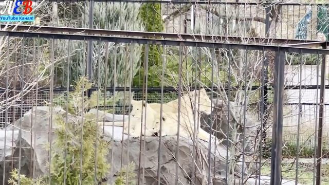 Мир животных Тайгана и Сказки! смотреть онлайн