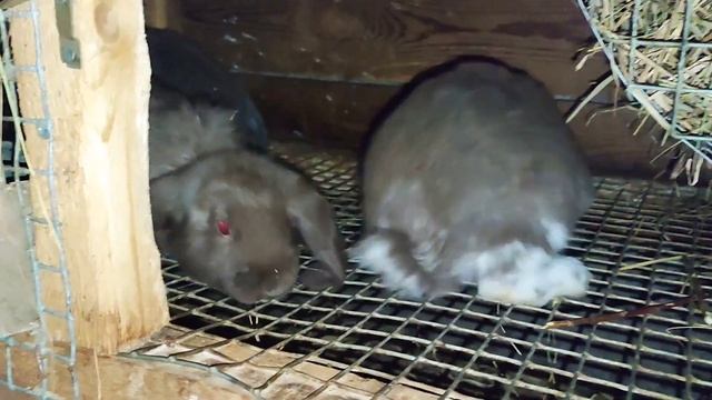 3 НОЯБРЯ. ОБЗОР НАШЕГО ХОЗЯЙСТВА. СЕДОЙ КРОЛИК. /ДЕРЕВЕНСКИЕ БУДНИ!!! смотреть онлайн