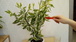 Педилантус Самый ЛЁГКИЙ СПОСОБ размножения ???