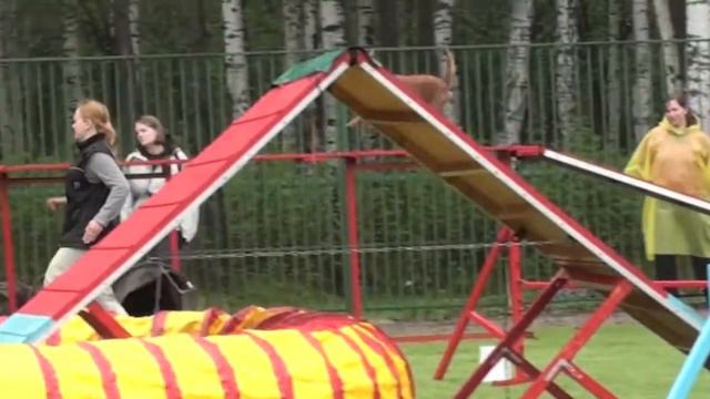 Чемпионат Северо-Западного ФО по аджилити 11.05.13 г., v17 смотреть онлайн