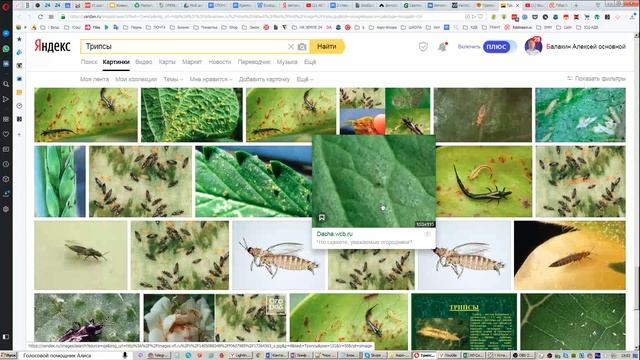Новости проекта Аэро-Флора. Серьёзные достижения и маленькие проблемы )))