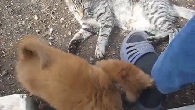 Щенок обижает старого кота. смотреть онлайн