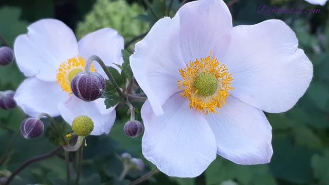 Anemone Hupehensis : September Charm