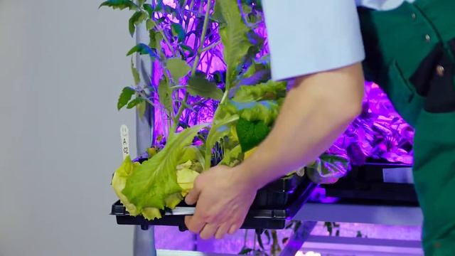 Дачная экспертиза. Выпуск 4. смотреть онлайн