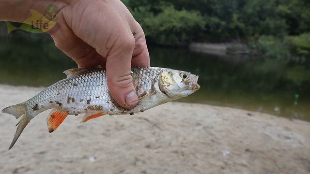Насадила колорадского жука что тут началось! Одна за одной! Какая рыба ловится на колорадского жука смотреть онлайн