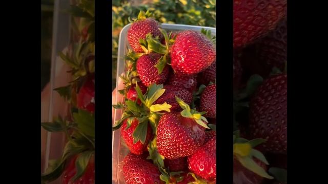 Мальвина. Супер поздний сорт клубники. смотреть онлайн