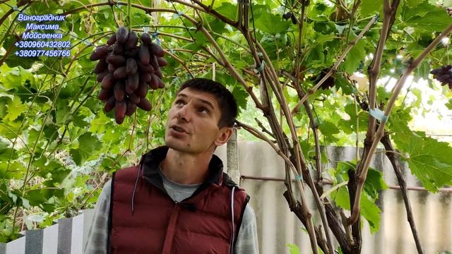 Виноград з найкрупнішою ягодою на моєму винограднику ! Буба та Вулкан смотреть онлайн
