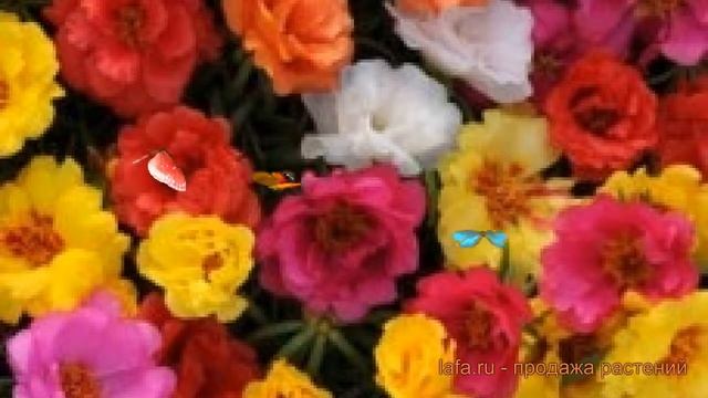 Строймарафон