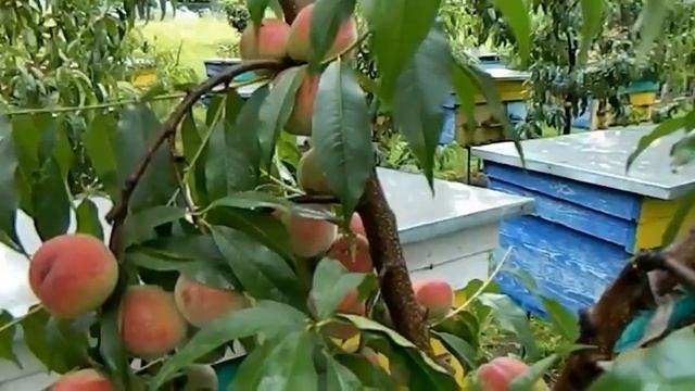 Персик белый лебедь смотреть онлайн