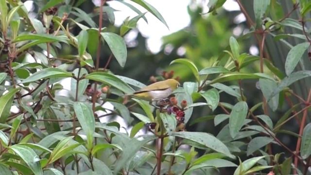 White-eye and Singapore Rhododendron fruits смотреть онлайн