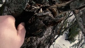 Где искать чагу в лесу?  Чага березовая.  Заготовка. #дарыприроды