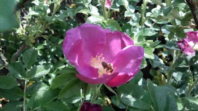 Шиповник ремонтантный. Rosehip rosethorn смотреть онлайн