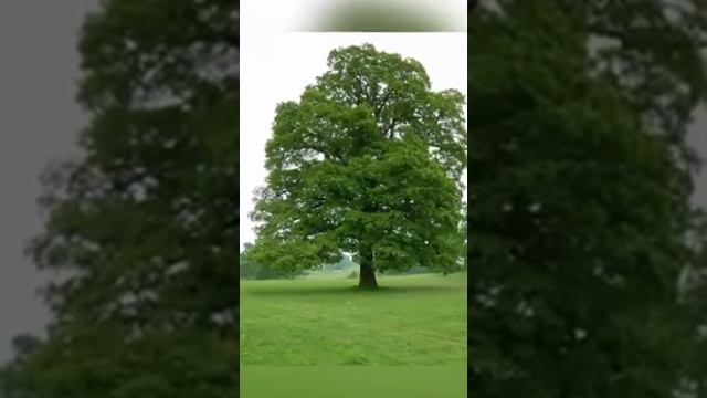 Житие оптинского старца иеросхимонаха Иосифа. Рассказ 2 смотреть онлайн