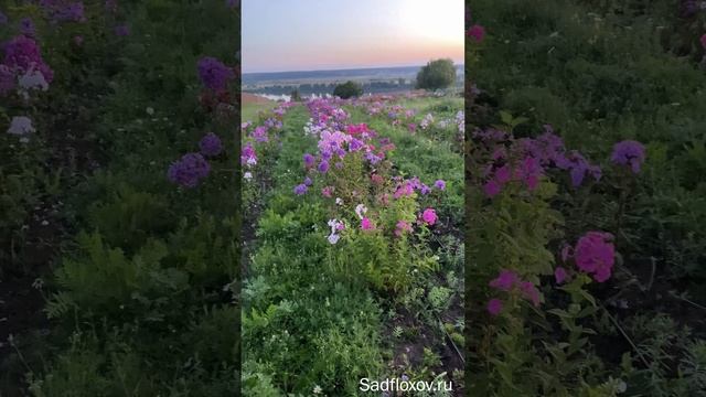 Флокс на букет смотреть онлайн