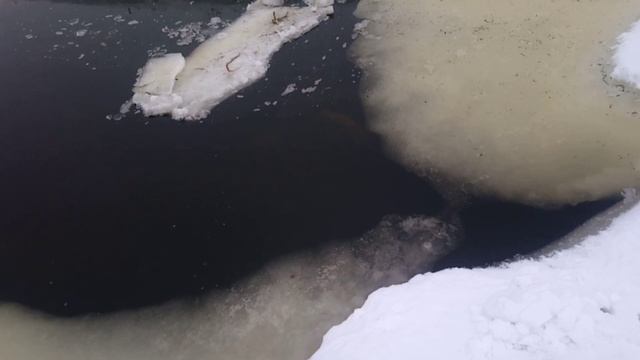 ЗАМОР РЫБЫ // КОНЕЦ ФЕВРАЛЯ // dead fish смотреть онлайн