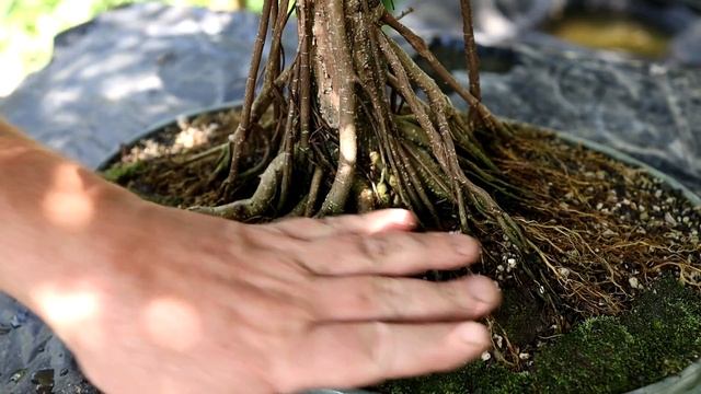 My Ficus microcarpa for our Bonsai Show, The Bonsai Zone, Aug 2019 смотреть онлайн