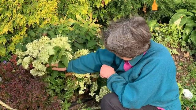 Гортензия и Барбарис - сладкая парочка смотреть онлайн