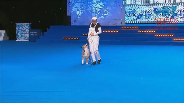 FCI Dog dance World Championship 2016 –Heelwork to music final– Mari Muhonen and Indi (Finland) смотреть онлайн