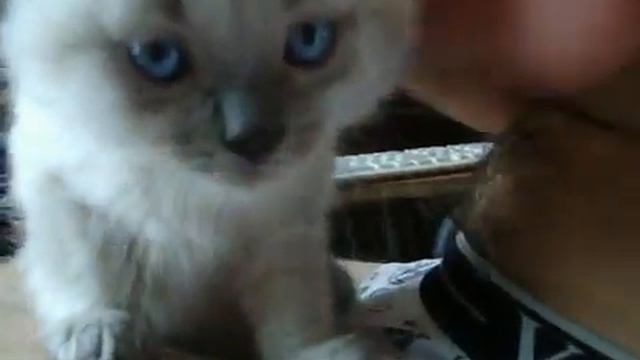 Милый маленький котик, сидит на руках у друга.. и жалобно мяукает) смотреть онлайн