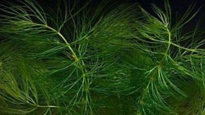 РОГОЛИСТНИК. СОДЕРЖАНИЕ В АКВАРИУМЕ.