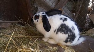 Разведение кроликов породы бабочка как бизнес идея | Кролик бабочка