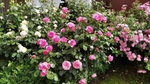 Роза на штамбе  Leonardo da Vinci ( Леонардо да Винчи ). Штамбовая роза, цветение.