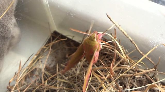Эксперимент с гусеницей (часть 4) выпускаем Жорика смотреть онлайн