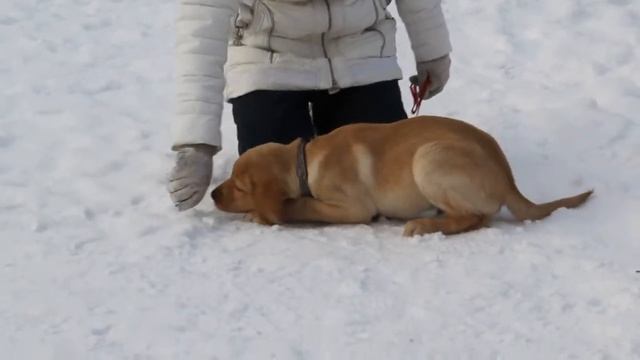 лабрадор «SHATSKIKH`S DOGS»ХОНОР. информация на сайте:http://www.animals-nsk.ru т. 8-962-831-94-91 смотреть онлайн