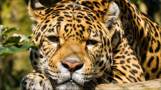 Английское произношения слов English pronunciation of words online смотреть онлайн