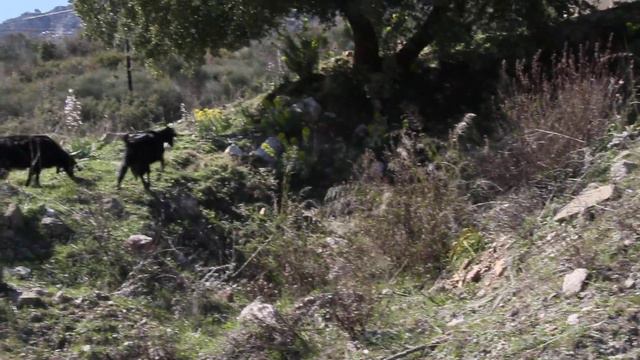 Колокольчики. Турецкие козы :) смотреть онлайн