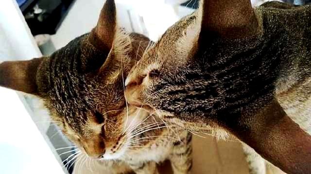 Женщина забрала из приюта 3-х слепых котов, которые  год ждали новых хозяев