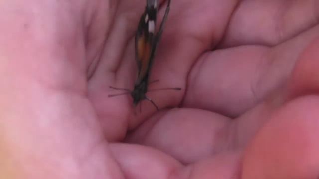 США: Вот и всё! Осень закончилась!Жареные куриные пальчики - 18 сентября 2017 смотреть онлайн