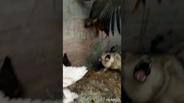 ЧУЧЕЛА ЖИВОТНЫХ И ПТИЦ (БУДТО ЖИВЫЕ!) ?#чучела #животные# #animals#птицы#музей смотреть онлайн