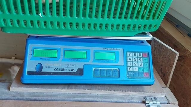 Забой бройлеров. Что я делаю чтобы мясо было чистое и вкусное. Как правильно забивать бройлера смотреть онлайн