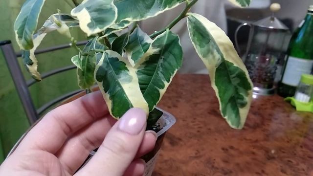 Цитрон варигатный цветет, первый цвет смотреть онлайн