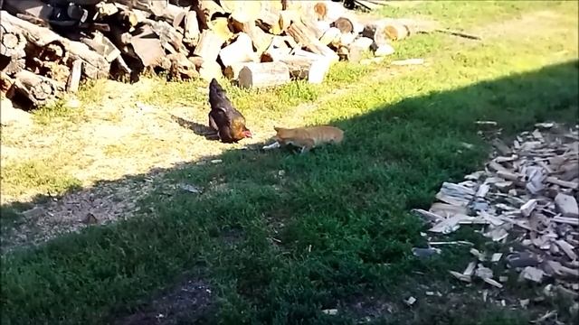 Кошка охотится на курицу Кошка и курица смотреть онлайн