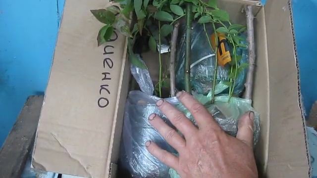 Идеальная упаковка саженцев черники для пересылки почтой смотреть онлайн