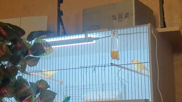 Как строит гнездо тростниковый астрильд смотреть онлайн