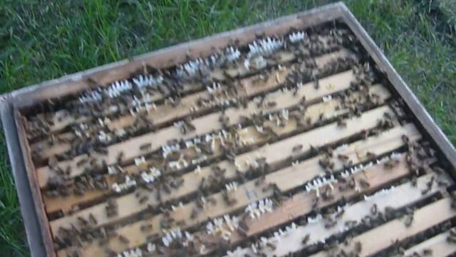 Пчеловодство.Расширение семей на акации! смотреть онлайн