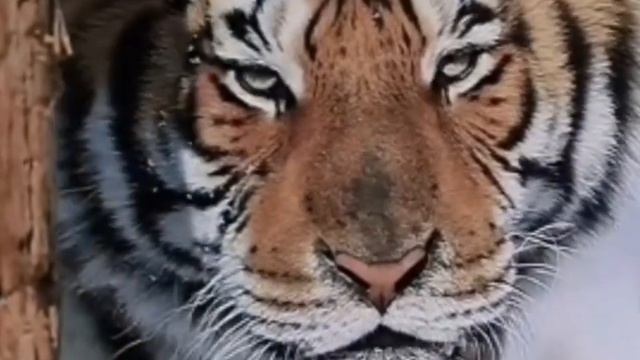 Африканский Лев ? против Амурский Тигр ? ?? смотреть онлайн