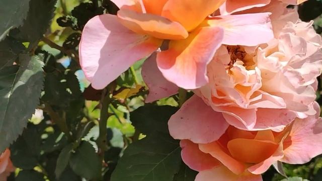 Роза Импрессионист The Impressionist