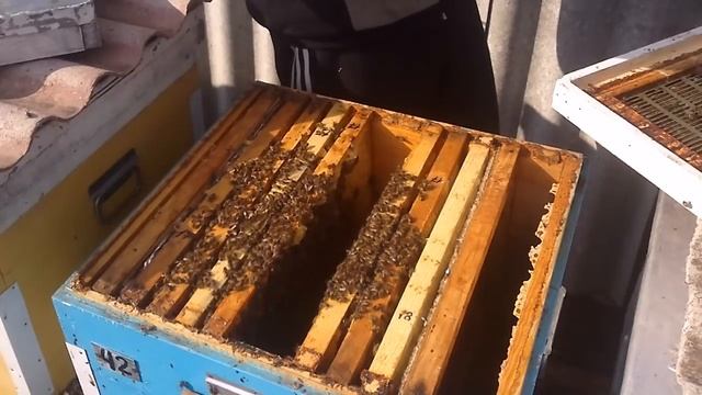 БЕЗМАТОЧНАЯ СЕМЬЯ ПОСЛЕ ЗИМОВКИ племенная матка В35 не перезимовала, как определить? смотреть онлайн