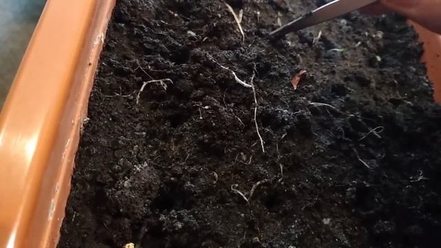 ПАВЛОВНИЯ. ПОСАДКА ПРОРОЩЕНЫХ СЕМЯН.PAULÓWNIA TOMENTÓSA смотреть онлайн