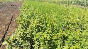 Донник белый